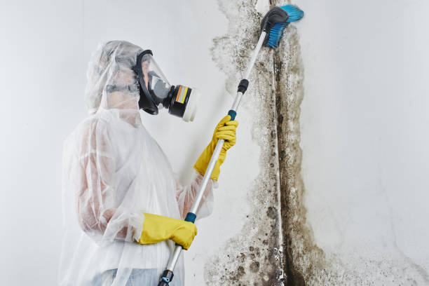 Best Attic Mold Removal  in Edwardsville, KS
