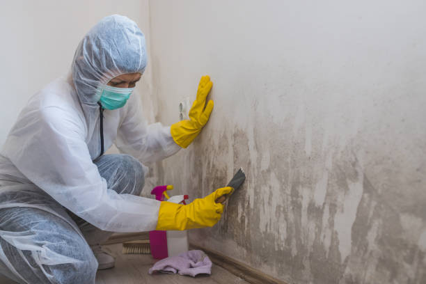 Best Crawl Space Mold Removal  in Edwardsville, KS