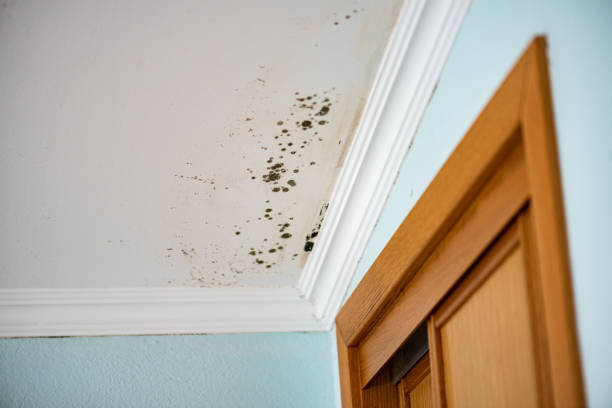 Best Mold Damage Repair  in Edwardsville, KS