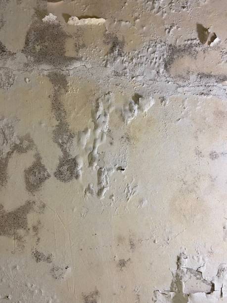 Best Toxic Mold Removal  in Edwardsville, KS