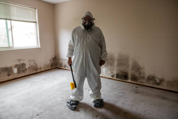 Best Home Mold Removal  in Edwardsville, KS