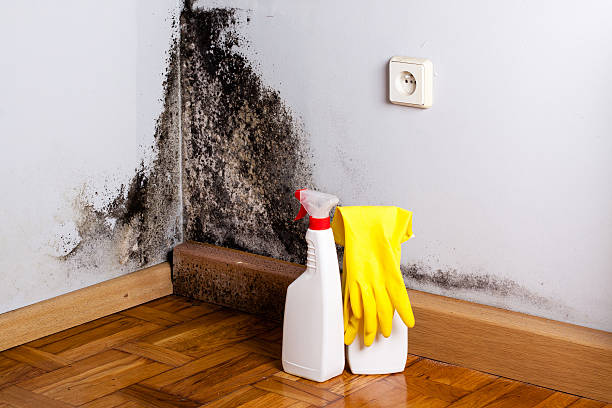 Best Mold Testing  in Edwardsville, KS