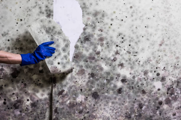 Best Mold Remediation Experts  in Edwardsville, KS