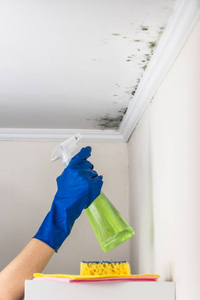 Best Mold Remediation Services  in Edwardsville, KS