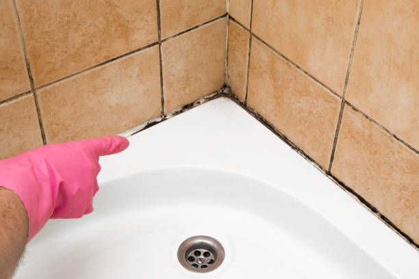 Best Fast Mold Removal  in Edwardsville, KS